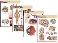 Комплект таблиц по биологии демонстрационных "Человек и его здоровье 2" (10 таблиц, формат А1, ламинированные) - fgospostavki.ru - Красный Сулин