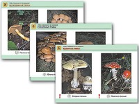 Комплект таблиц раздаточных "Грибы съедобные и несъедобные" (цветные, ламинированные, А4, 8 штук) - fgospostavki.ru - Красный Сулин