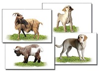 Набор карточек "Домашние животные" (раздаточные) - fgospostavki.ru - Красный Сулин