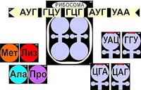 Модель-аппликация "Биосинтез белка" (ламинированная) - fgospostavki.ru - Красный Сулин
