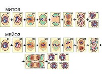 Модель-аппликация "Деление клетки. Митоз и мейоз" (ламинированная) - fgospostavki.ru - Красный Сулин