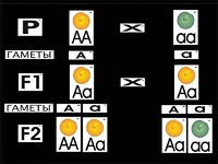 Модель-аппликация "Моногибридное скрещивание" (ламинированная) - fgospostavki.ru - Красный Сулин