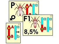 Модель-аппликация "Перекрест хромосом" (ламинированная) - fgospostavki.ru - Красный Сулин