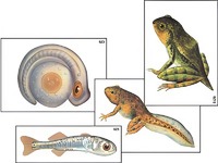 Модель-аппликация "Развитие костной рыбы и лягушки" (ламинированная) - fgospostavki.ru - Красный Сулин