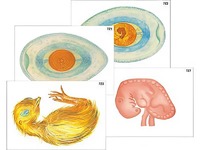 Модель-аппликация "Развитие птицы и млекопитающего (человека)" (ламинированная) - fgospostavki.ru - Красный Сулин
