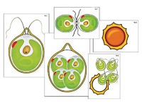 Модель-аппликация "Размножение одноклеточной водоросли" (ламинированная) - fgospostavki.ru - Красный Сулин