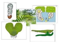 Модель-аппликация "Размножение папоротника" (ламинированная) - fgospostavki.ru - Красный Сулин