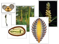 Модель-аппликация "Размножение сосны" (ламинированная) - fgospostavki.ru - Красный Сулин