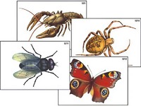 Модель-аппликация "Разнообразие беспозвоночных" (ламинированная) - fgospostavki.ru - Красный Сулин