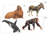 Модель-аппликация "Разнообразие высших хордовых 2. Млекопитающие" (ламинированная) - fgospostavki.ru - Красный Сулин