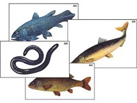 Модель-аппликация "Разнообразие низших и высших хордовых" (ламинированная) - fgospostavki.ru - Красный Сулин