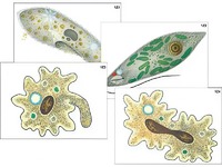 Модель-аппликация "Строение и разнообразие простейших" (ламинированная) - fgospostavki.ru - Красный Сулин