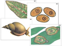 Модель-аппликация "Циклы развития печеночного сосальщика и бычьего цепня" (ламинированная) - fgospostavki.ru - Красный Сулин