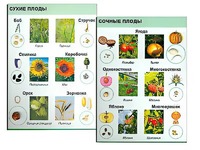 Коллекция "Семена и плоды" - fgospostavki.ru - Красный Сулин