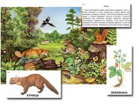 Магнитный плакат-аппликация "Лес: биоразнообразие и взаимосвязи в сообществе" - fgospostavki.ru - Красный Сулин