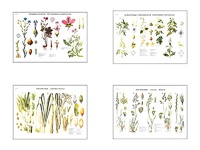 Плакаты ПРОФТЕХ "Систематика растений" (4 пл, винил, 70х100) - fgospostavki.ru - Красный Сулин