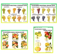 Плакаты ПРОФТЕХ "Ассортимент плодово-ягодных культур" (19 пл, винил, 70х100) - fgospostavki.ru - Красный Сулин