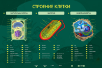 Электрифицированный стенд "Строение клетки" с маркерными полями - fgospostavki.ru - Красный Сулин