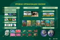 Электрифицированный стенд "Уровни организации жизни" - fgospostavki.ru - Красный Сулин