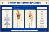 Электрифицированный стенд-тренажер c макетом скелета "Анатомическое строение человека" - fgospostavki.ru - Красный Сулин