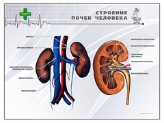 Стенд "Строение почки человека" - fgospostavki.ru - Красный Сулин