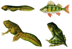 Модель-аппликация Цикл развития костной рыбы и лягушки - fgospostavki.ru - Красный Сулин