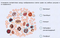 Интерактивные курсы. Биология 11 класс. Расширенный. - fgospostavki.ru - Красный Сулин