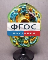 Модель "Клетка растения" - fgospostavki.ru - Красный Сулин