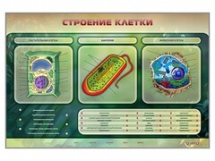 Электрифицированный стенд "Строение клетки" с маркерными полями - fgospostavki.ru - Красный Сулин