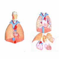 Модель "Система органов дыхания" - fgospostavki.ru - Красный Сулин