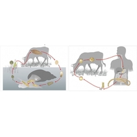 Модель-аппликация Цикл развития бычьего цепня и печеночного сосальщика - fgospostavki.ru - Красный Сулин