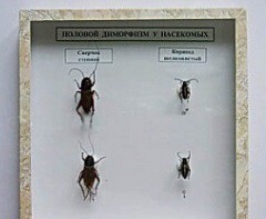 Коллекция энтомологическая "Половой диморфизм" - fgospostavki.ru - Красный Сулин