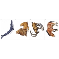 Модель-аппликация Многообразие хордовых. Млекопитающие - fgospostavki.ru - Красный Сулин