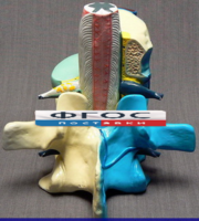 Модель "Части позвоночника человека" - fgospostavki.ru - Красный Сулин