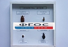 Коллекция "Семейство жуков" - fgospostavki.ru - Красный Сулин