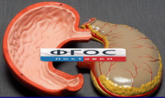 Модель "Желудок" - fgospostavki.ru - Красный Сулин