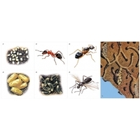 Модель-аппликация Муравьи. Устройство муравейника - fgospostavki.ru - Красный Сулин