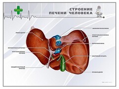 Стенд "Строение печени человека" - fgospostavki.ru - Красный Сулин