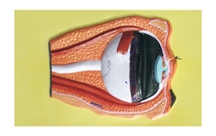 Модель барельефная "Строение глаза" - fgospostavki.ru - Красный Сулин