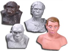 Комплект палеонтологических моделей "Происхождение человека" - fgospostavki.ru - Красный Сулин