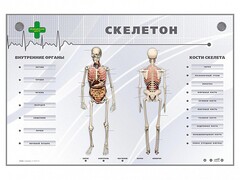 Электрифицированный стенд-тренажер "Скелетон" - fgospostavki.ru - Красный Сулин