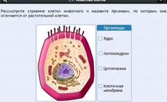 Интерактивные курсы. Биология 8 класс. Базовый - fgospostavki.ru - Красный Сулин