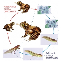 Модель-аппликация Цикл развития лягушки - fgospostavki.ru - Красный Сулин