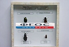 Коллекция энтомологическая "Приспособительные изменения в конечностях насекомых" - fgospostavki.ru - Красный Сулин