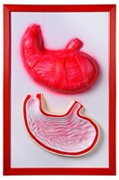 Барельефная модель "Желудок" - fgospostavki.ru - Красный Сулин
