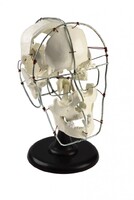 Кости черепа человека смонтированные - fgospostavki.ru - Красный Сулин