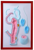 Барельефная модель "Строение гидры" - fgospostavki.ru - Красный Сулин