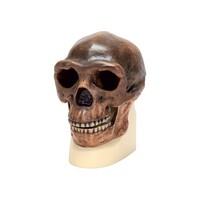 Модель черепа синантропа - fgospostavki.ru - Красный Сулин