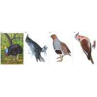 Модель-аппликация Многообразие хордовых. Птицы  - fgospostavki.ru - Красный Сулин