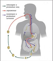 Модель-аппликация Цикл развития аскариды - fgospostavki.ru - Красный Сулин